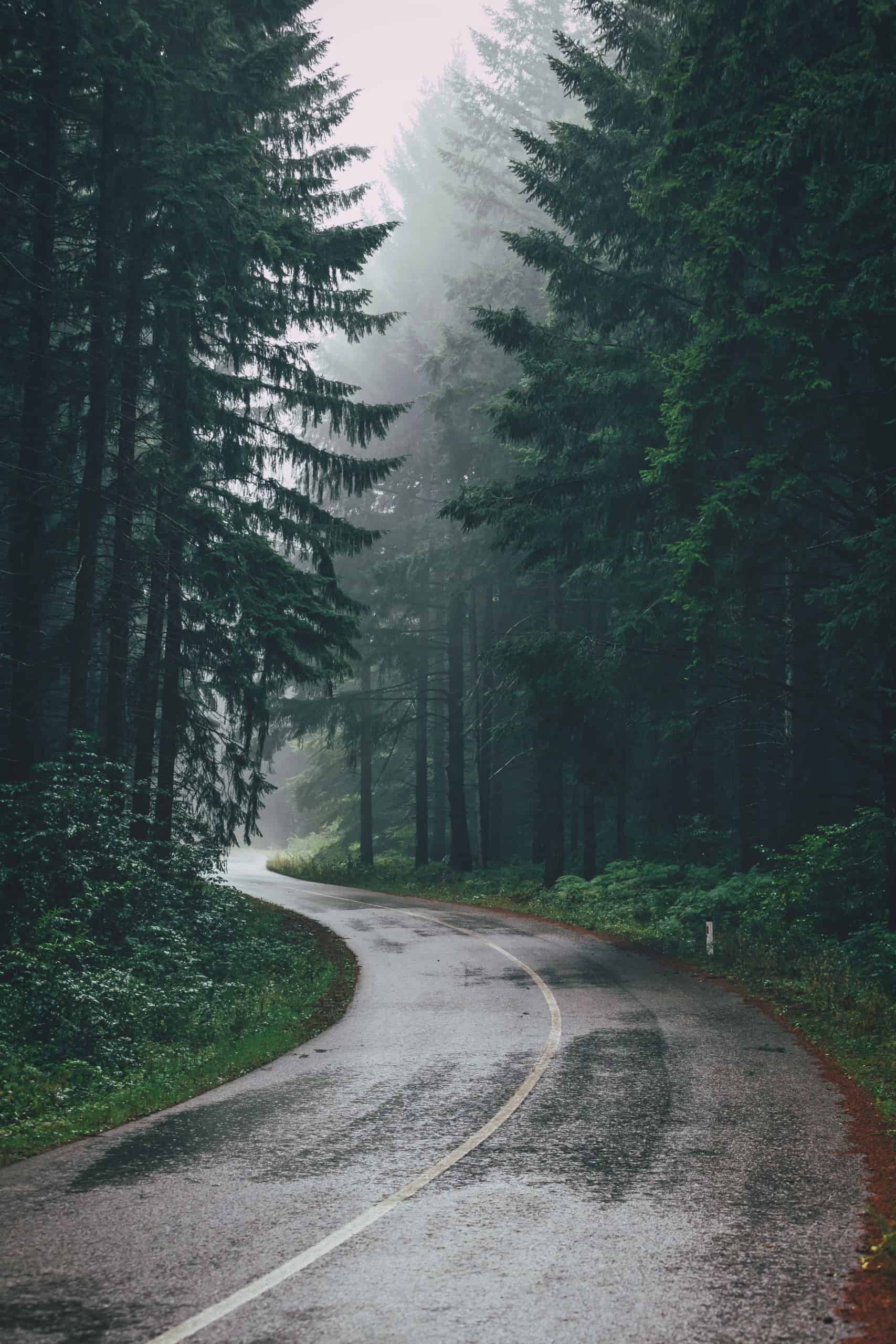 road_through_forest